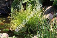 Scirpus cernuus Vahl (Isolepis cernua (Vahl) Roem. et Schult.)