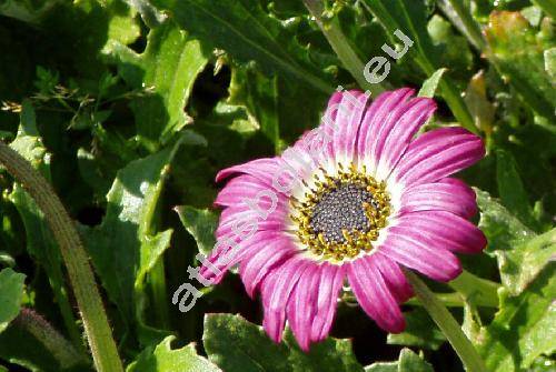 Arctotis 'Harlequin' (Venidium)