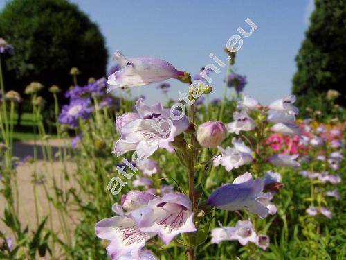 Penstemon x hybridus