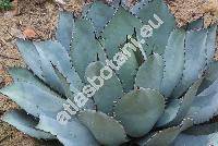 Agave potatorum Zucc. (Agave verschaffeltii Lem., Agave elegans Salm-Dyck)