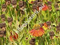 Helenium 'Salsa'