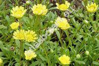 Chrysanthemum multicaule Desf. (Coleostephus multicaulis (Desf.) Durieu)