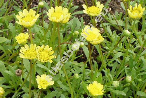 Chrysanthemum multicaule Desf. (Coleostephus multicaulis (Desf.) Durieu)