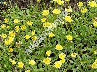 Chrysanthemum multicaule Desf. (Coleostephus multicaulis (Desf.) Durieu)