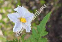 Solanum sisymbriifolium Lam.