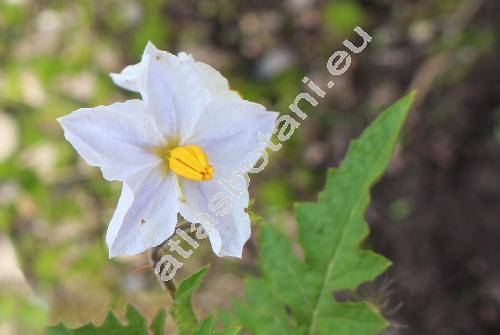 Solanum sisymbriifolium Lam.