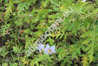 Solanum sisymbriifolium Lam.