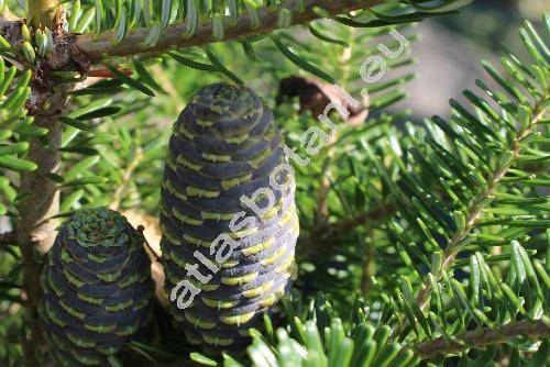 Abies koreana (Abies koreana Wils.)