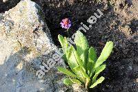 Primula vialii Delav. ex Franch. (Primula littoniana Forrest)