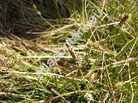 Carex caryophyllea Latourr. (Carex verna Chaix nom. illeg.)
