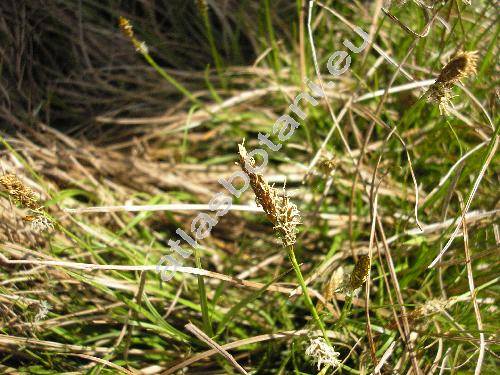 Carex caryophyllea Latourr. (Carex verna Chaix nom. illeg.)