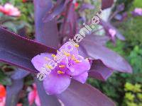 Tradescantia pallida (Rose) Hunt (Setcreasea purpurea Boom)