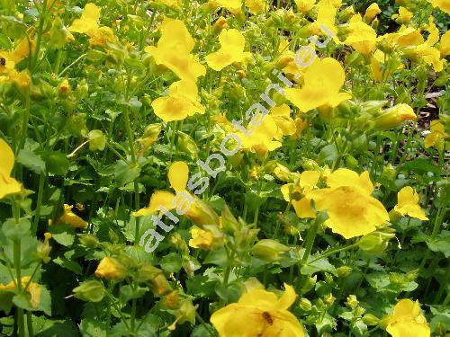 Mimulus guttatus DC. (Erythranthe)