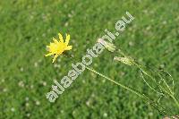 Scorzonera cana (Meyer) Hoffm. (Arachnospermum canum (Meyer) Domin, Podospermum canum Meyer)