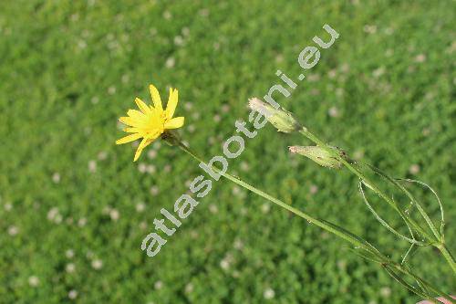 Scorzonera cana (Meyer) Hoffm. (Arachnospermum canum (Meyer) Domin, Podospermum canum Meyer)