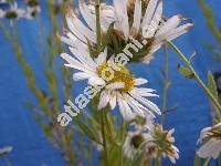 Leucanthemella serotina (L.) Tzvelev (Chrysanthemum serotinum L., Pyrethrum serotinum (L.) Moench, Leucanthemum serotinum (L.) Stank.)