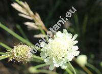 Scabiosa ochroleuca L. (Columbaria  ochroleuca (L.) J. et C. Presl, Asterocephalus ochroleucus (L.) Wallr.)