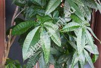 Pachira aquatica (Pachira aquatica Aubl., Bombax macroparpum)