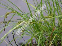 Carex vesicaria L.