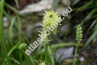 Tofieldia calyculata (L.) Wahlenb.