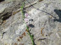 Linaria purpurea 'Canon J. Went' (Antirrhinum purpureum L.)