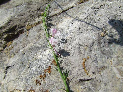 Linaria purpurea 'Canon J. Went' (Antirrhinum purpureum L.)