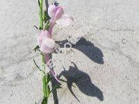 Linaria purpurea 'Canon J. Went' (Antirrhinum purpureum L.)