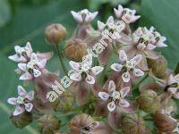 Asclepias syriaca L.