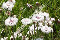 Centaurea cyanus 'Snowman'