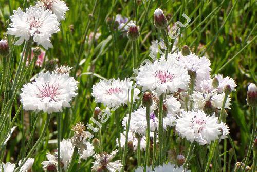 Centaurea cyanus 'Snowman'