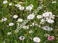 Centaurea cyanus 'Snowman'