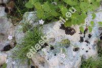 Petrorhagia saxifraga (L.) Link (Gypsophila saxifraga (L.) L., Dianthus saxifragus L., Tunica saxifraga (L.) Scop., Kohlrauschia saxifraga (L.) Dandy)