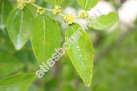 Ziziphus jujuba Mill. (Rhamnus zizyphus, Rhamnus jujuba)