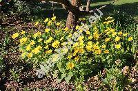 Doronicum columnae Ten. (Doronicum cordifolium Sternb., Doronicum cordatum)