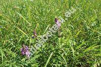 Stachys palustris L. (Stachys segetum Hagen)