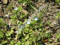 Veronica polita Fries (Veronica agrestis subsp. polita (Fries) Rouy, Veronica agrestis auct. non L.)