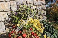 Plectranthus 'Mona Lavender'