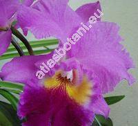 Cattleya