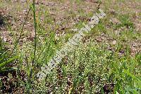 Alyssum alyssoides (L.) L. (Clypeola alyssoides L., Psilonema calycinum (L.) C. A. Mey.)