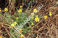 Chrysanthemum coronarium L. (Glebionis coronaria (L.) Cass. ex Spach, Xanthophthalmum coronarium (L.) Treh., Agryranthemum, Glebionis coronaria, Pinardia coronaria (L.) Less.)