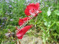 Penstemon 'Ruby'