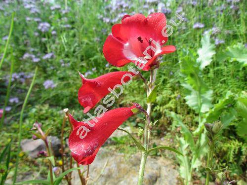 Penstemon 'Ruby'