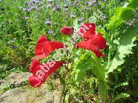 Penstemon 'Ruby'