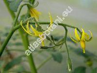 Solanum lycopersicum 'Beefmaster' (Solanum lycopersicum 'Beefmaster F 1', Lycopersicon esculentum Miller)