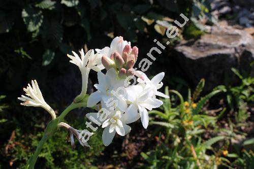 Polianthes tuberosa L. (Polyanthes)