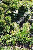 Polianthes tuberosa L. (Polyanthes)