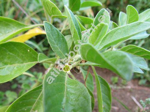 Withania somnifera (L.) Dun. (Physalis somnifera L., Withania microphysalis Suess.)