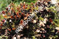 Peltigera canina (L.) Willd. (Hypogymnia)