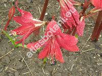 Hippeastrum puniceum (Lam.) Voss. (Amaryllis)