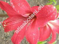 Hippeastrum puniceum (Lam.) Voss. (Amaryllis)